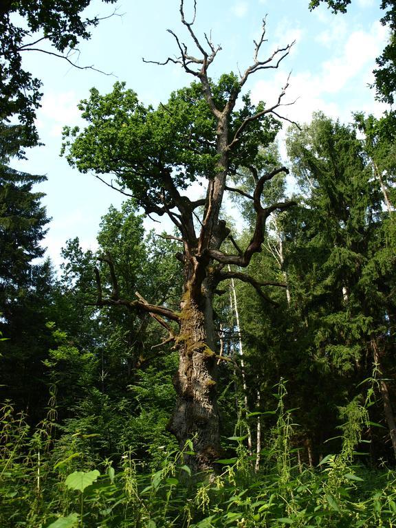 Kwiatowa Zagroda Беловеж Экстерьер фото